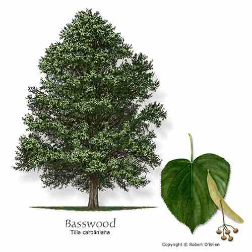 basswood tree identification