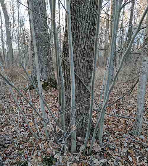 basswood young; sucker trees