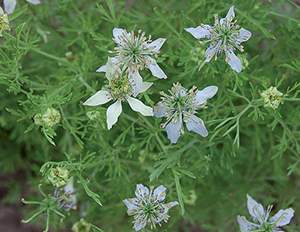 black-cumin-herb