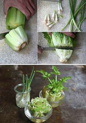 regrow vegetables