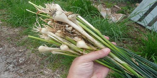 wild onion
