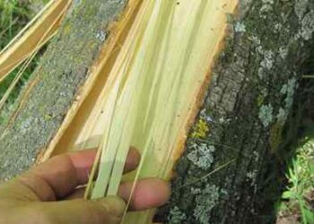 The Ultimate Survival Tree That Grows on Almost Every Street in America