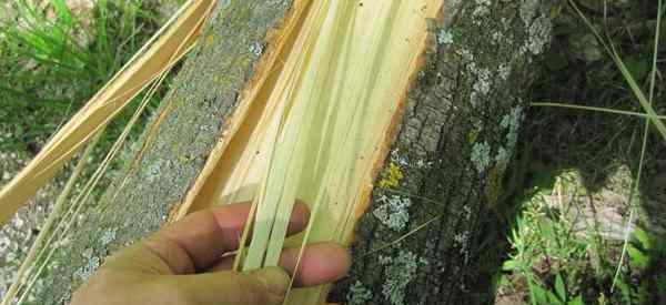 The Ultimate Survival Tree That Grows on Almost Every Street in America