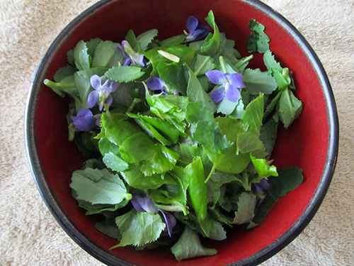 basswood leaves salad