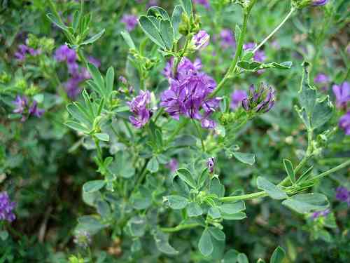 Alfalfa-plant