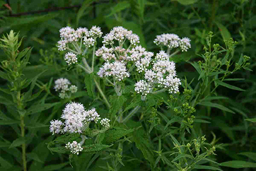 Eupatorium_perfoliatum boneset