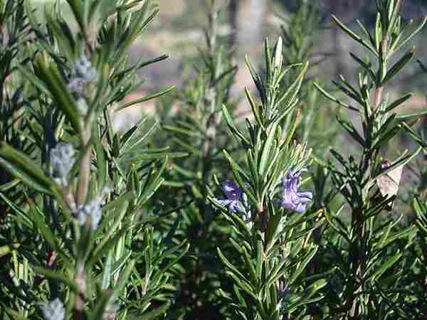 rosemary