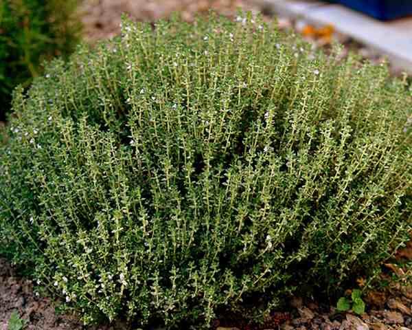 thyme