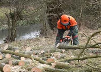 How to Get a Year Supply of Firewood for $20!