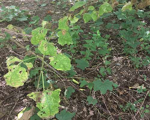 How to cook burdock 1