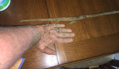 How to cook burdock 4