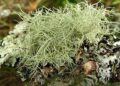 Usnea Is There a Natural Antibiotic Growing in Your Backyard
