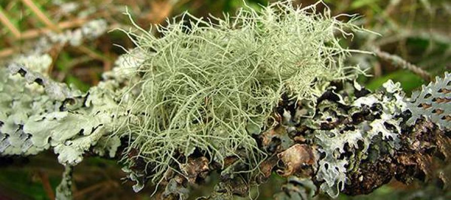 Medicinal Herbs & Plants-Forage or Grow Your Own Usnea-Is-There-a-Natural-Antibiotic-Growing-in-Your-Backyard-890x395_c