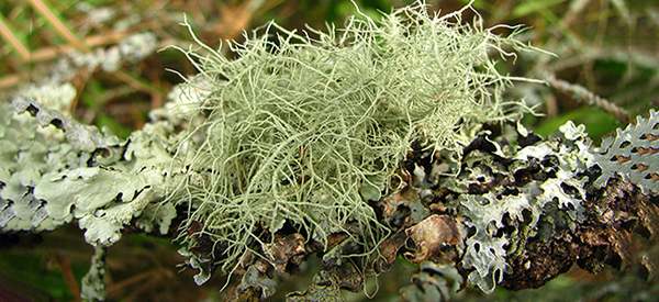 Usnea Is There a Natural Antibiotic Growing in Your Backyard