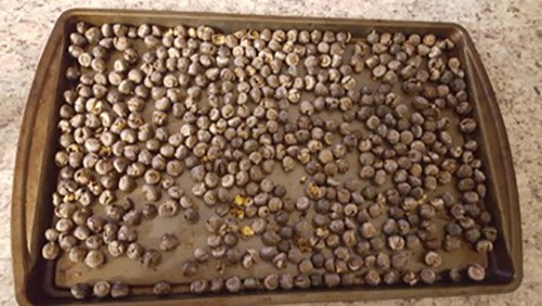 drying the acorns