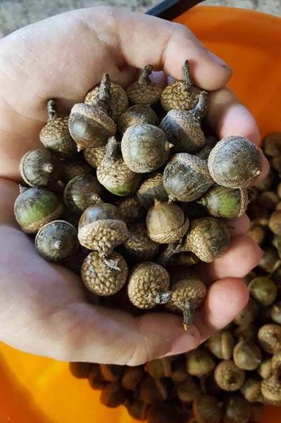 harvested acorns