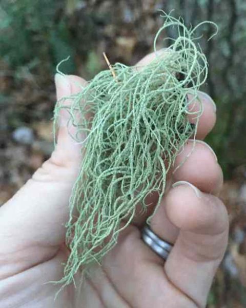 usnea lichen