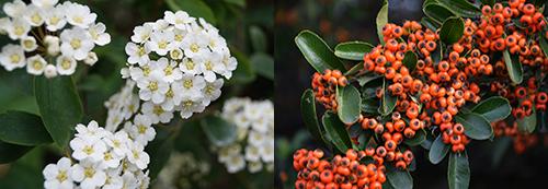 hawthorn bloom and fruits