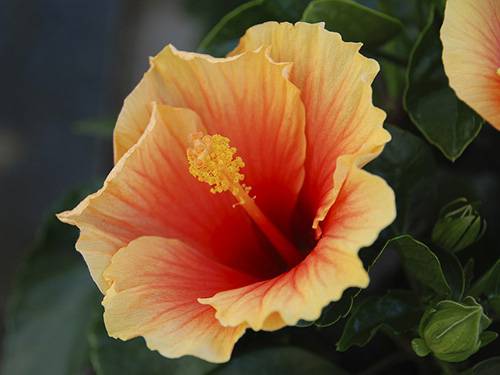 hibiscus