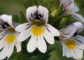 EYEBRIGHT FEAT 2