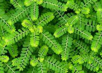 how to dissolve kidney stones naturally