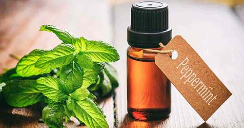 peppermint-oil