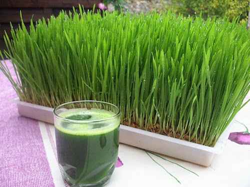 wheatgrass-juice