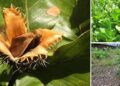 21 Wild Edibles You Can Find in Urban Areas