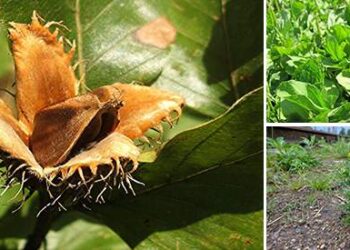 21 Wild Edibles You Can Find in Urban Areas