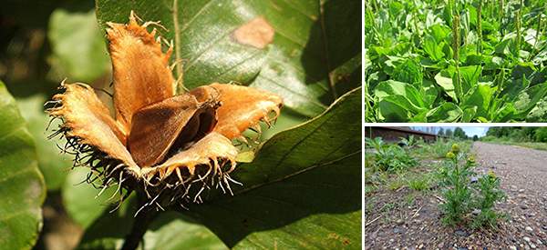 21 Wild Edibles You Can Find in Urban Areas