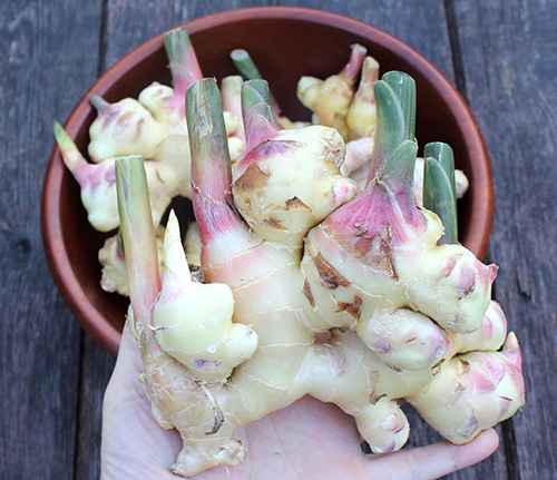 Freshly Harvested Vermont Grown Ginger