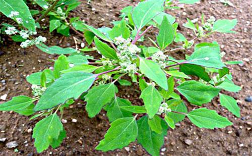 edible plant 10_Lambs-Quarters