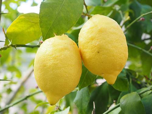 lemons in lemon tree