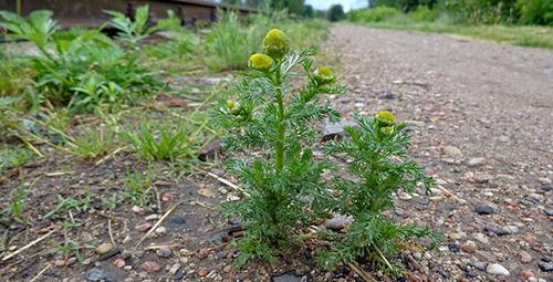 urban edibles 12_pineapple_weed