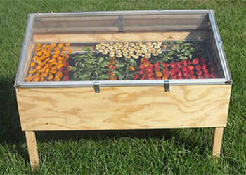 51 Foods to Dehydrate for Your Stockpile