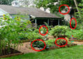 Identifying Your Backyard Pharmacy
