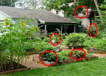 Identifying Your Backyard Pharmacy
