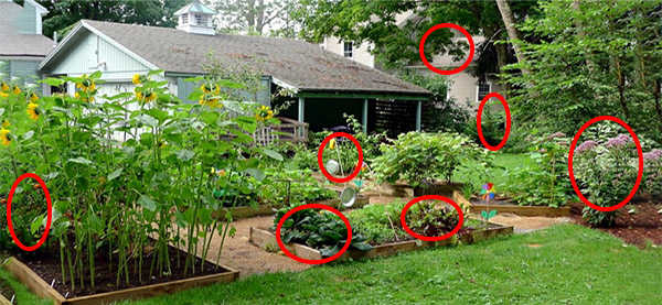 Identifying Your Backyard Pharmacy