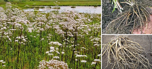 The Best Natural Sleeping Pill That You Can Grow In Your Backyard