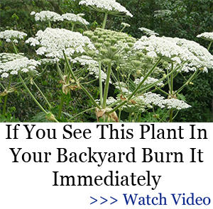 Hogweed banner BOR