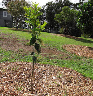 How To Plant Your Orchard To Have Fruits All Year Round