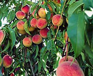 How To Plant Your Orchard To Have Fruits All Year Round