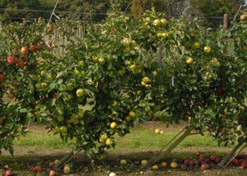 How To Plant Your Orchard To Have Fruits All Year Round