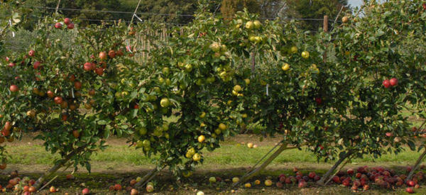 How To Plant Your Orchard To Have Fruits All Year Round