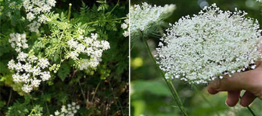 Poisonous Plants-Do NOT Eat! How-To-Tell-The-Difference-Between-The-Healing-%E2%80%9CQueen-Anne%E2%80%99s-Lace%E2%80%9D-And-%E2%80%9CHemlock%E2%80%9D-890x395_c