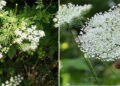 How To Tell The Difference Between The Healing “Queen Anne’s Lace” And Deadly “Hemlock”