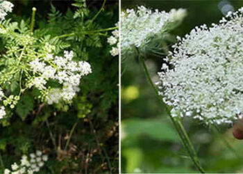 How To Tell The Difference Between The Healing “Queen Anne’s Lace” And Deadly “Hemlock”