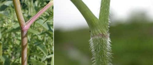 How To Tell The Difference Between The Healing “Queen Anne’s Lace” And Deadly “Hemlock”