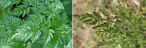 How To Tell The Difference Between The Healing “Queen Anne’s Lace” And Deadly “Hemlock”