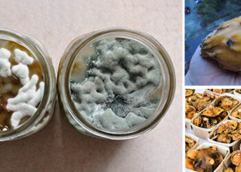 Should You Throw It Out These Moldy Foods Are Still Edible